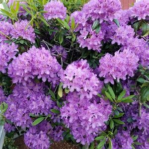 Meet your Posher, Ruth